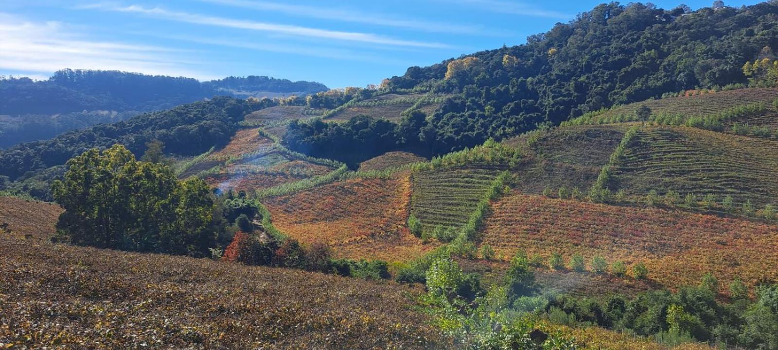 Locanda Montecielo - Vale Dos Vinhedos Hotel Bento Gonçalves Eksteriør billede